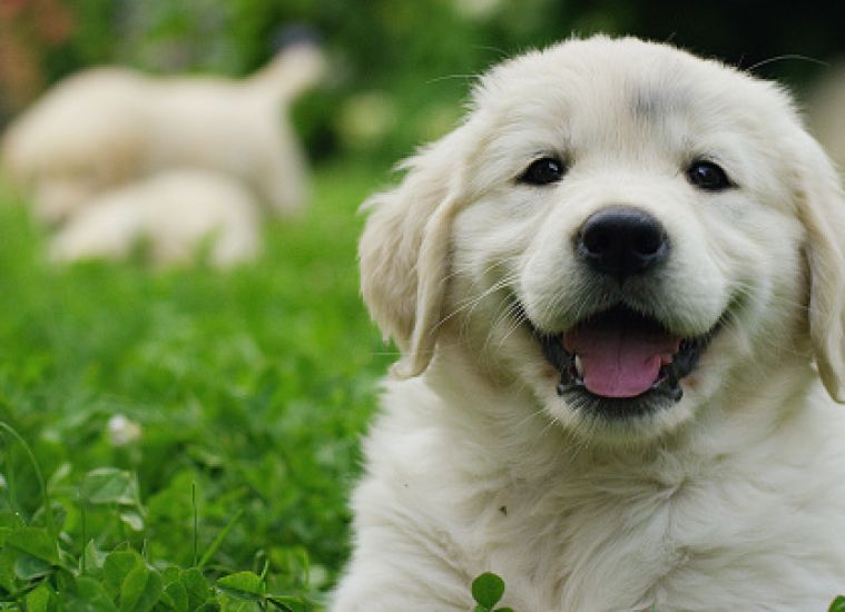 International Dog Day: 7 Ways to Celebrate
