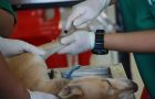 Domyown  5 Dog care Product Every Dog Owner Should  Have