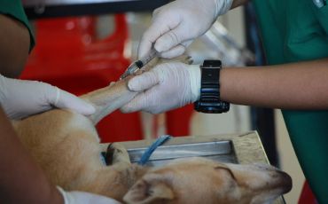 Domyown  5 Dog care Product Every Dog Owner Should  Have