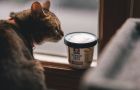 Transform Your Cat's Living Space with DoMyOwn's Top-Notch Equipment